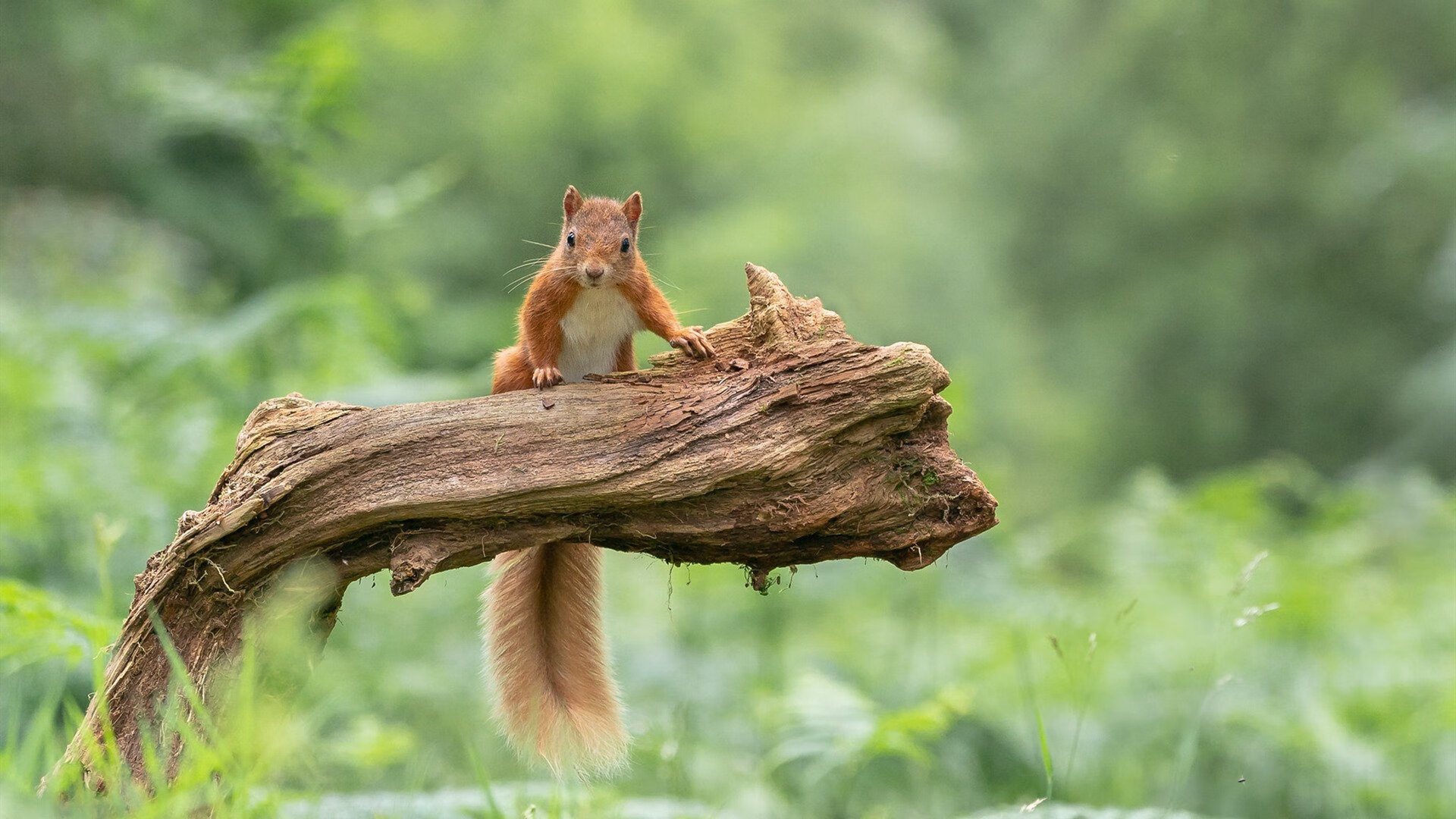 2026世界杯焦点战，猛龙用熔岩战术正面击溃热火，一场教科书级的现代篮球绞杀