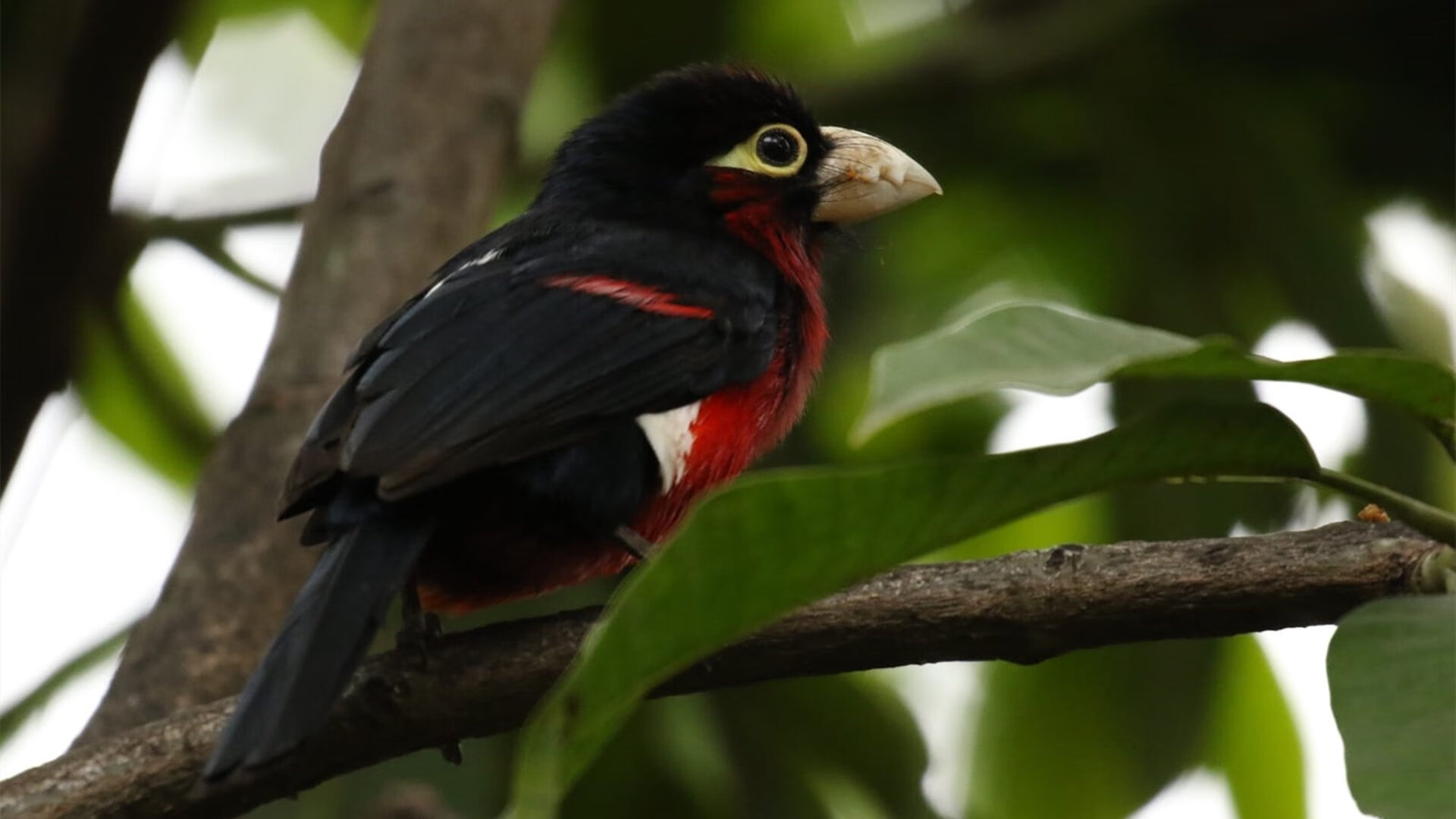 开云体育中国-拜仁绝地反击终结芬兰黑马，楚阿梅尼一锤定音闪耀全场